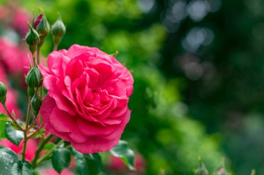 Close-up photo of a pink flower bud on the left side of the frame. On the right, in a strong defocus, a green flower bush for use as a place for text.