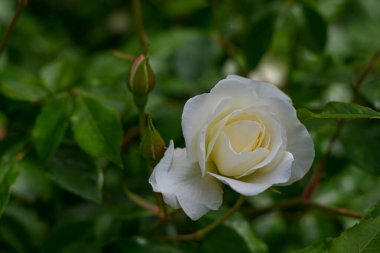 A white rose bud on the right side of the frame against the background of a bush with green leaves in light defocus