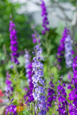 Vertical photograph of lilac wildflowers. The rest of the flowers and grass are out of focus