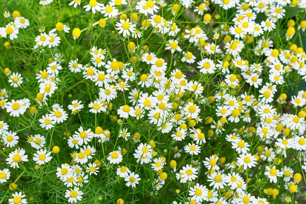 Photo Many Wild Flowers Yellow White Buds Field Slightly Out — Zdjęcie stockowe