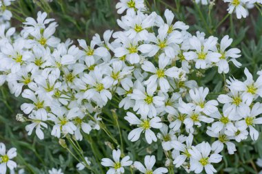 Photo of many wild flowers with white buds in a field. Slightly out-of-focus photo for use as background