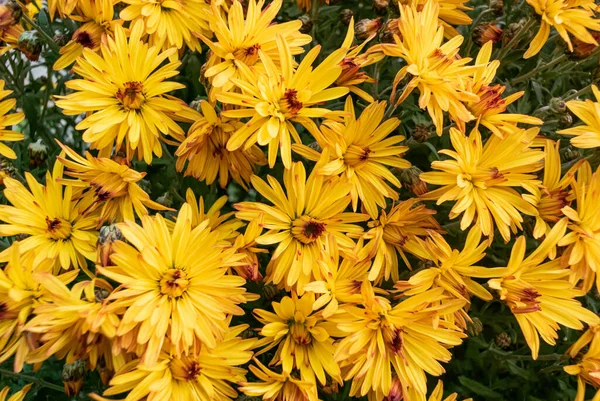 Lots Flower Buds Orange Color Top View Slightly Out Focus — Stock Photo, Image