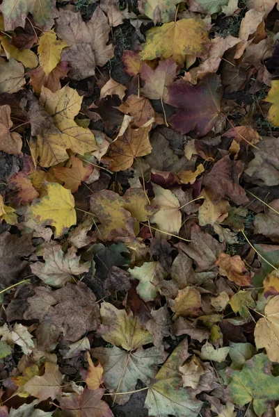 Photo Verticale Feuilles Colorées Tombées Sur Sol Cadre Légèrement Flou — Photo