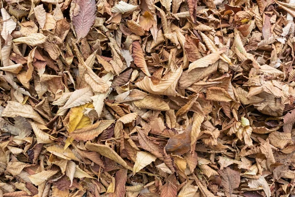 Photo Fallen Dry Leaves Ground Slightly Out Focus Frame Use — Stock Photo, Image