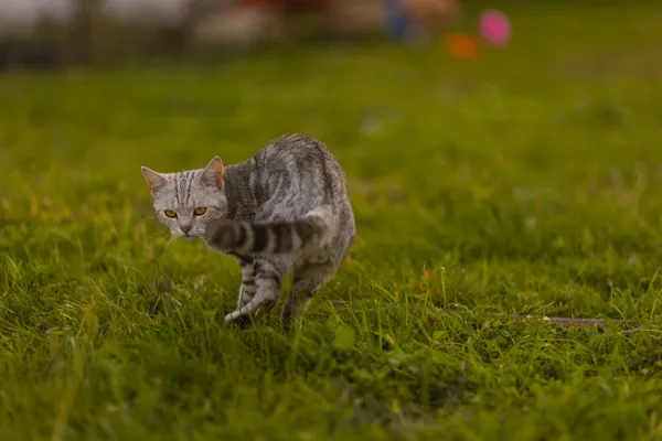Gato doméstico cinza andando na grama verde . — Fotografia de Stock