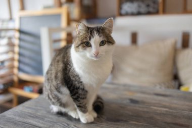 Sevimli tekir kedi mutfakta oturmuş kameraya bakıyor..