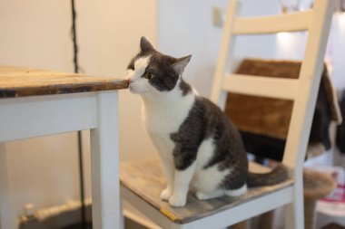 Odada beyaz sandalyede oturan sevimli kedi, kapat..