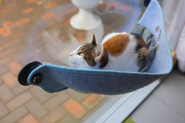 Кошка, лежащая в настенной стеклянной кровати на дому. — стоковое фото