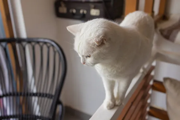 Roztomilá kočka sedí na bílém křesle v pokoji, zblízka. — Stock fotografie