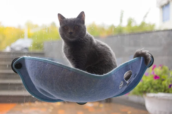 Kat leggen in wand glas gemonteerd bed thuis. — Stockfoto