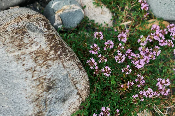 Belles fleurs sauvages violettes en gros plan sur le fond d'une prairie en fleurs. Verbascum phoeniceum, connu sous le nom de molène pourpre ou tentatrice pourpre. — Photo