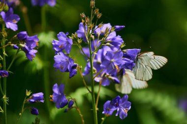 Güzel mor kır çiçekleri çiçek açan bir çayırın arka planında. Verbascum phoeniceum, mor mullein veya baştan çıkarıcı mor olarak bilinir..