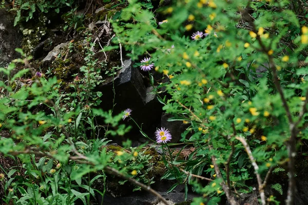 Güzel mor kır çiçekleri çiçek açan bir çayırın arka planında. Verbascum phoeniceum, mor mullein veya baştan çıkarıcı mor olarak bilinir.. — Stok fotoğraf