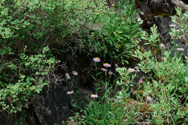 Hermosas flores silvestres violetas de cerca en el fondo de un prado floreciente. Verbascum phoeniceum, conocido como salmonete morado o tentadora morada. —  Fotos de Stock