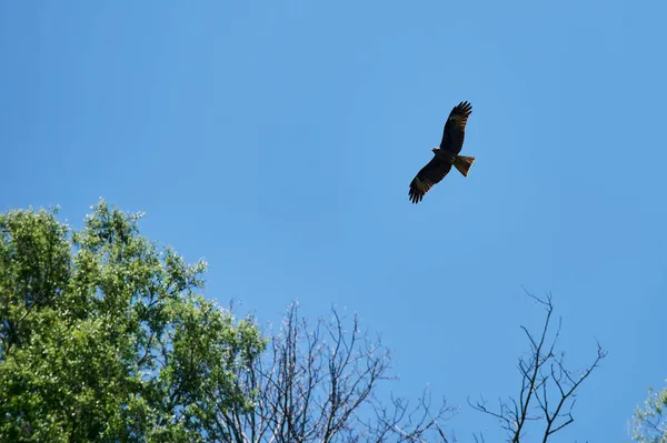 Silhueta Steppe águia voando sob o sol brilhante e céu nublado no verão . — Fotografia de Stock