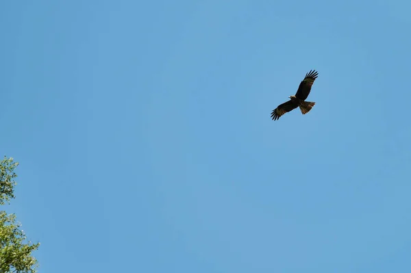 Silhueta Steppe águia voando sob o sol brilhante e céu nublado no verão . — Fotografia de Stock