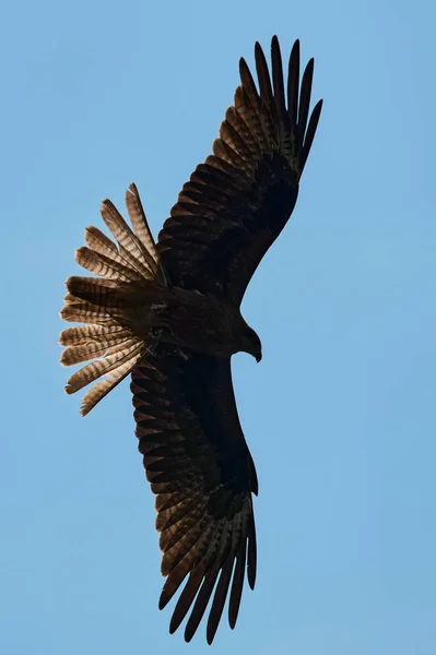 Silhueta Steppe águia voando sob o sol brilhante e céu nublado no verão . — Fotografia de Stock