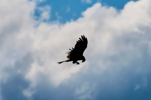 Silhouette Steppe eagle flying under the bright sun and cloudy sky in summer. Stock Picture