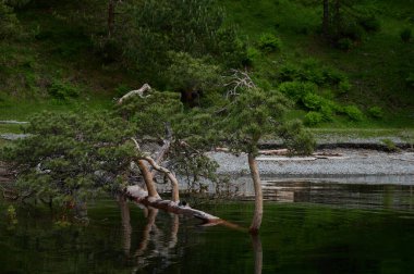 Gölün suyuna düşen yaşlı bir ağacın gövdesini görüyorum. Sudaki kuru ağaç. Gölün taştan kıyısı. Dalgalı su yüzeyi. Güneş ışınları suya nüfuz ediyor ve dibi aydınlatıyor..