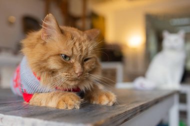 Santa Claus şapka bulanık Noel ışıkları karşı sevimli kedi.