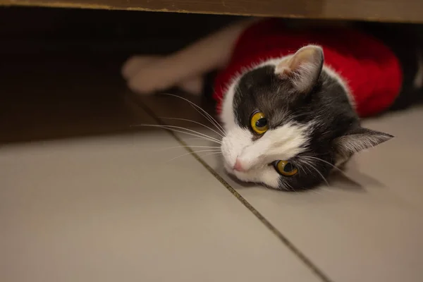 Cute cat in Kerstman hoed tegen wazig Kerstverlichting. — Stockfoto