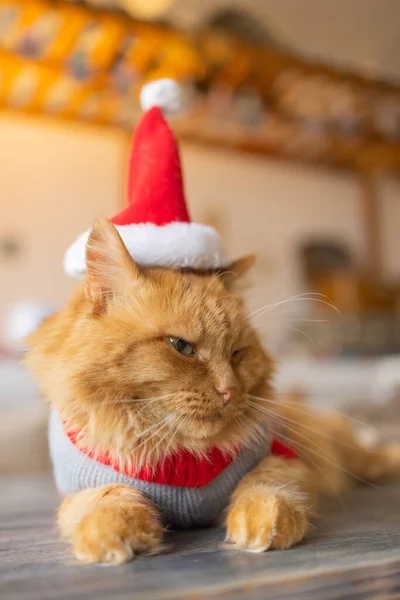 Roztomilý kočka v Santa Claus klobouk proti rozmazané vánoční osvětlení. — Stock fotografie