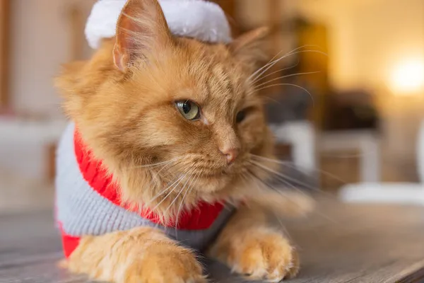 Roztomilý kočka v Santa Claus klobouk proti rozmazané vánoční osvětlení. — Stock fotografie