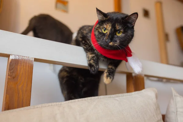 Lindo gato en Santa Claus sombrero contra las luces borrosas de Navidad . — Foto de Stock