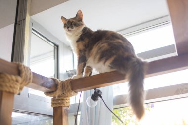 İngiliz kısa saç gümüş hamakta tembel yalan kedi gölgeli..