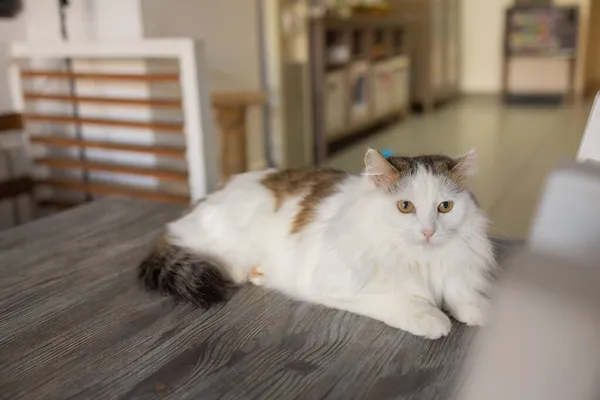 Hermoso gato de mascota sentado en la mesa en casa mirando a la cámara. Relajante peludo peludo peludo rayas animales domésticos. — Foto de Stock