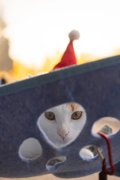 Cute cat in Kerstman hoed tegen wazig Kerstverlichting. — Stockfoto