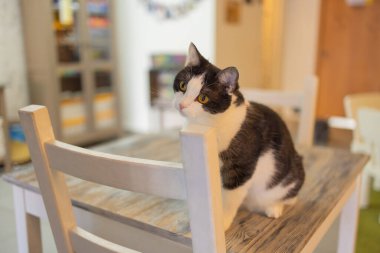 Odada beyaz sandalyede oturan sevimli kedi, kapat..