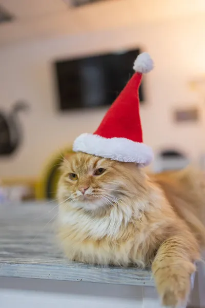 Santa Claus şapka bulanık Noel ışıkları karşı sevimli kedi. — Stok fotoğraf