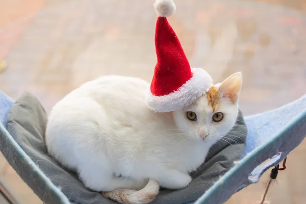 Cute cat in Santa Claus hat against blurred Christmas lights. — Stock Photo, Image