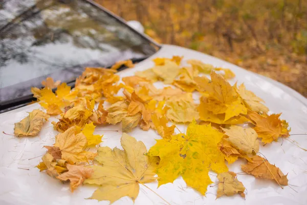 Gelbe Herbstblätter auf weißem Auto nach Regen. — Stockfoto