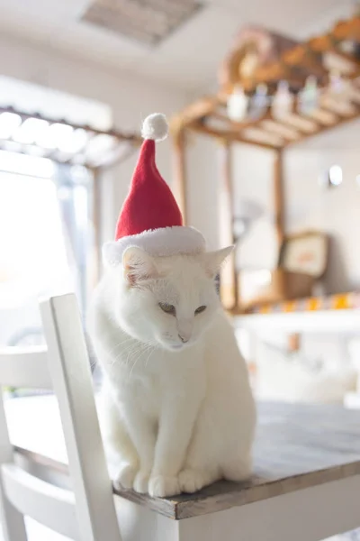 Roztomilý kočka v Santa Claus klobouk proti rozmazané vánoční osvětlení. — Stock fotografie