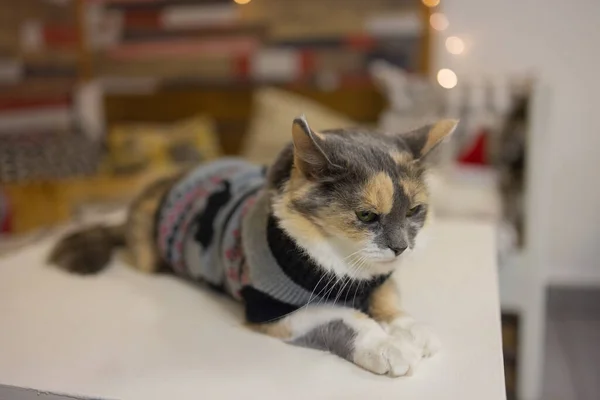 Niedliche Katze mit Weihnachtsmann-Mütze gegen verschwommene Weihnachtsbeleuchtung. — Stockfoto