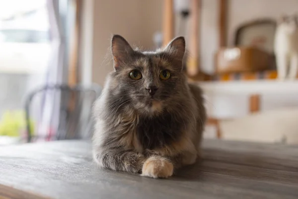 Кот, сидящий дома за столом и смотрящий в камеру. Расслабляющее пушистое волосатое полосатое домашнее животное. — стоковое фото
