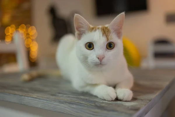 Bonito gato de estimação sentado na mesa em casa olhando para a câmera. Relaxante peludo macio listrado animal doméstico. — Fotografia de Stock
