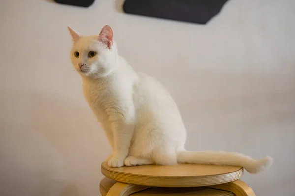 Gato bonito sentado na cadeira branca no quarto, close-up. — Fotografia de Stock