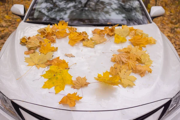Żółte jesienne liście na białym samochodzie po deszczu. — Zdjęcie stockowe