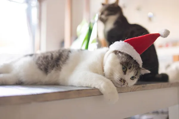 Niedliche Katze mit Weihnachtsmann-Mütze gegen verschwommene Weihnachtsbeleuchtung. — Stockfoto