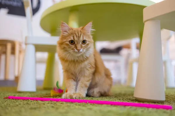Liebenswert gestromte Katze sitzt auf Küchenboden und starrt in die Kamera. — Stockfoto