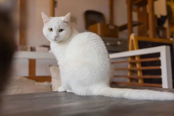 Krásná kočka sedí doma na stole a dívá se do kamery. Relaxační nadýchané chlupaté pruhované domácí zvíře. — Stock fotografie