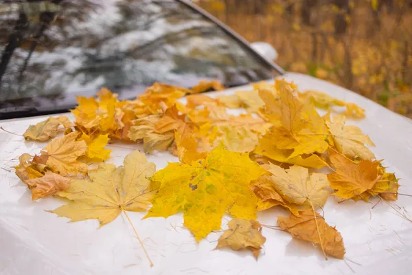 Żółte jesienne liście na białym samochodzie po deszczu. — Zdjęcie stockowe