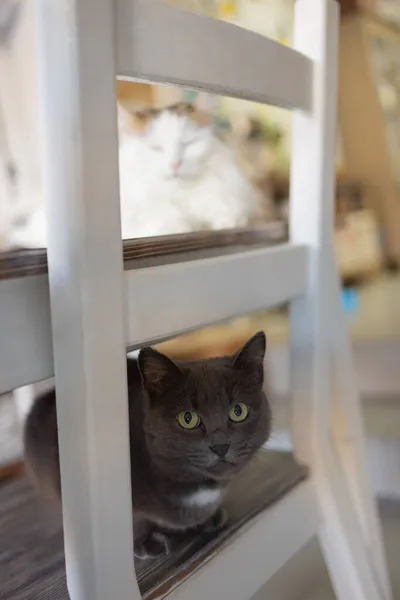 Niedliche Katze sitzt auf weißem Stuhl im Zimmer, Nahaufnahme. — Stockfoto