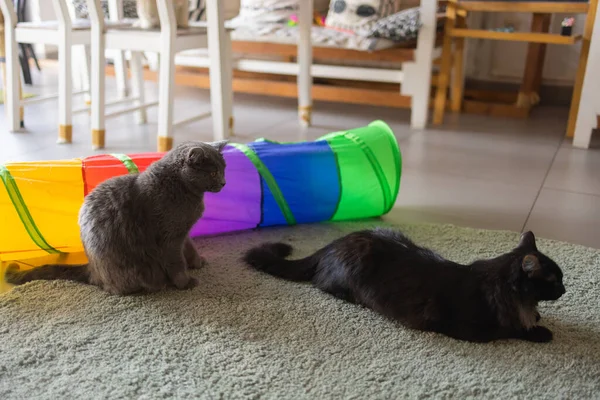 Calico Cat gerahmt und Alarm in Katzentunnel-Spielzeug. — Stockfoto