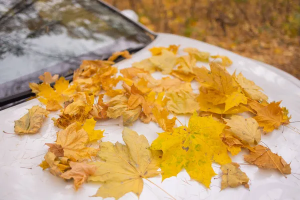 Yellow autumn leaves on white car after rain. — Stock Photo, Image