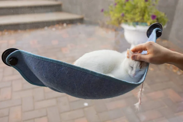 Британський коротке волосся срібло затінених кішка лежачи ледачий в гамаку. — стокове фото