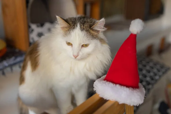 Aranyos macska, a Santa Claus kalap ellen homályos karácsonyi fények. — Stock Fotó